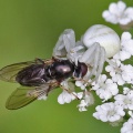 Misumena vatia, spider, female, with hoverfly, Alan Prowse